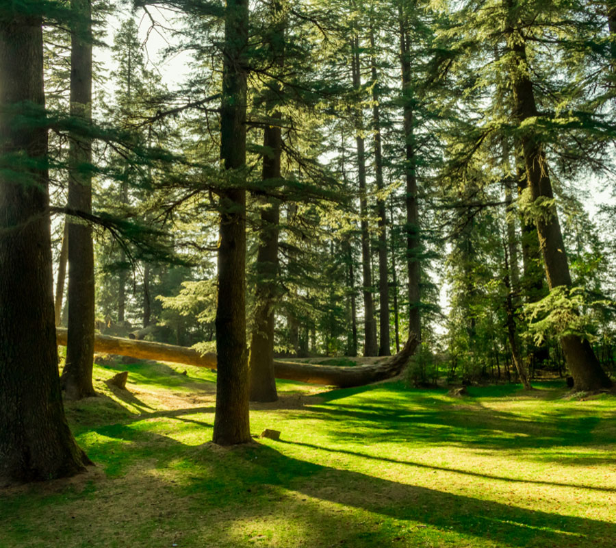 kalatop-wildlife Himachal Pradesh